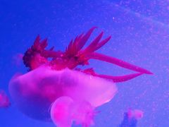 -常州海昌海洋探索馆