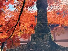 -常寂光寺