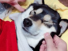 -逗柴咖啡屋·狗咖猫咖宠物桌游