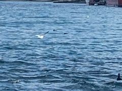 -Patagonia Chocolates(皇后镇店)