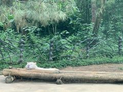 -贵州森林野生动物园