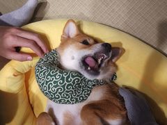 -逗柴咖啡屋·狗咖猫咖宠物桌游