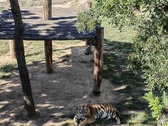 -西霞口神雕山野生动物世界