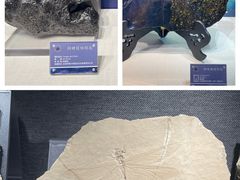 -中国地质博物馆