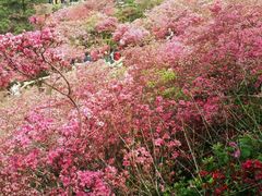 android_upload_pic-木兰云雾山