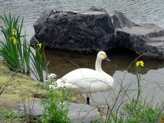 半梦半醒的鹅-上海怡沁园度假酒店