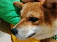 -逗柴咖啡屋·狗咖猫咖宠物桌游
