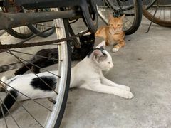 -杨浦区牙防所(中原门诊部)