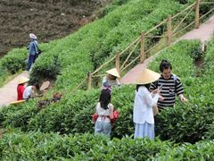 -华祥苑茶馆•国缤茶小蓝罐(普罗旺斯店)