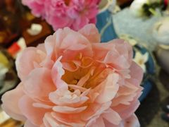 -循礼门鲜花花市(武汉循礼门店)