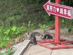 -吉林拉法山