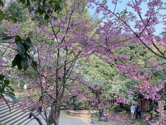 -南山植物园