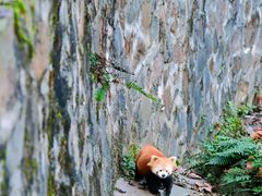 -都江堰中华大熊猫苑