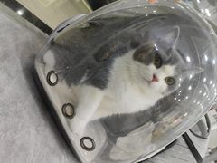 -爱洗澡的猫(天河路店)