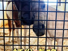 -北京群众马术培训基地