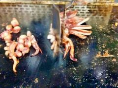 -四海蒸鲜蒸汽海鲜自助(北戴河店)