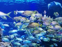 -瑞普利水族馆