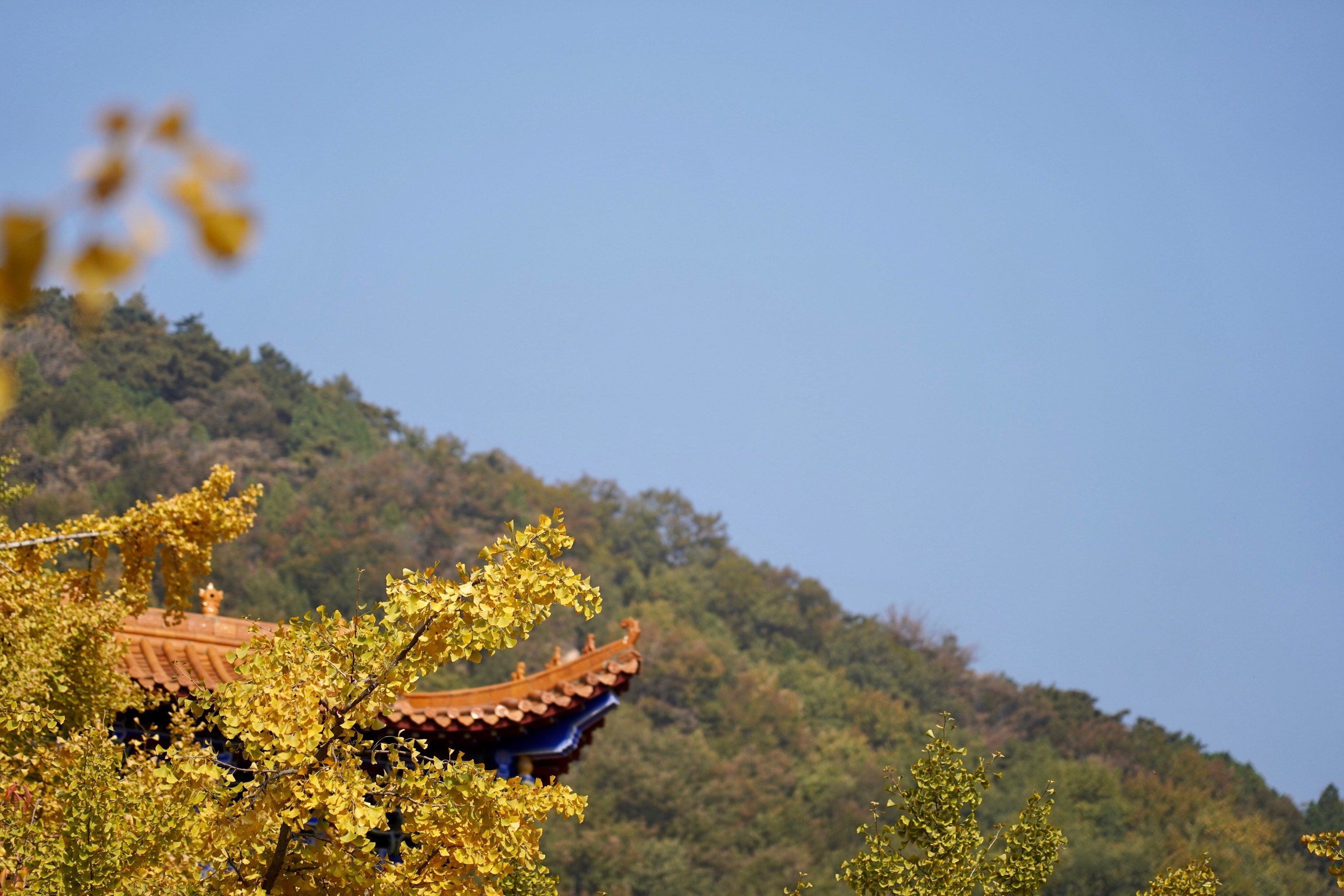 秋天看银杏要去禅林寺