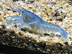 -上海海洋水族馆