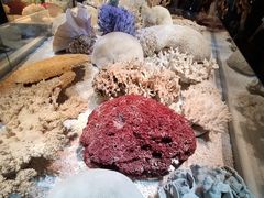 -贝林大翅鲸简餐厅(国家海洋博物馆店)