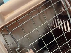 -纳吉亚猫专科动物医院·北北分院