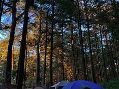 -重庆睡佛山森林公园