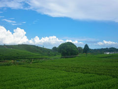 -龙坞茶村