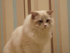 -瑞派·关忠动物医院·异宠专科·犬猫肿瘤·皮肤专科(望京店)