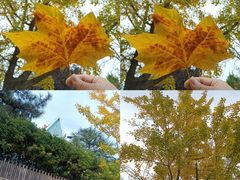 -八大关景区