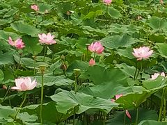 -西青郊野公园