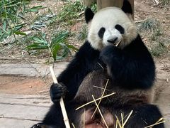 -广州长隆野生动物世界