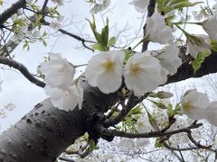 -高东镇樱花园