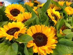 -双季花艺园艺市场(浦东店)