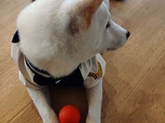 -南京Hallo宠物乐园·哈罗犬舍·柴犬繁育基地