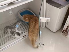 -lincat·猫舍(广州店)