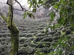 -十八棵（老龙井）御茶园(老龙井店)