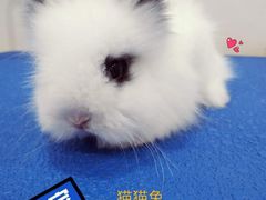 -圣宠宠物(平吉花卉市场店)