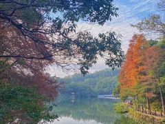 -深圳仙湖植物园