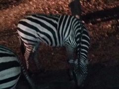 -清迈夜间动物园