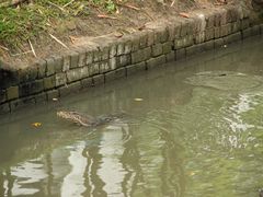 -五世皇金柚木行宫(维护中)