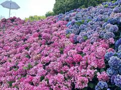 -苏州上方山国家森林公园
