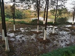 -重庆彩云湖湿地公园