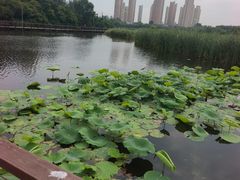 -前关湿地公园