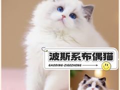 -麒麟缅因猫舍·十五年缅因猫选购中心