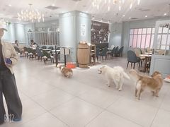 -安格丽娜·狗咖·猫咖羊驼咖(春熙路百盛商场店)