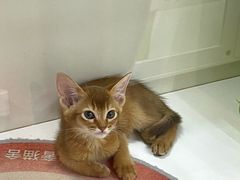 -青奢宠物·青奢猫舍