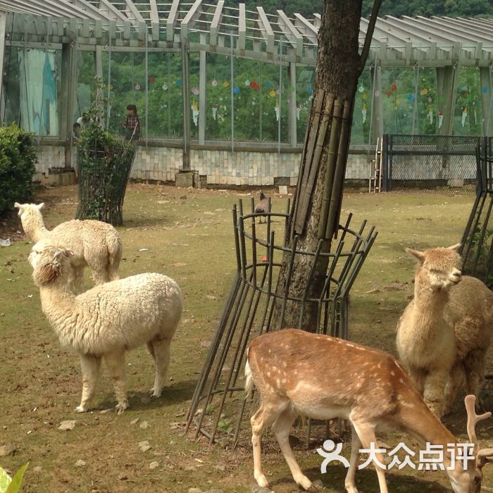 無錫動物園·太湖歡樂園圖片 - 第5張