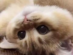 -小猫来了·猫舍(红山六九七九店)