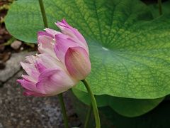 -云溪植物园