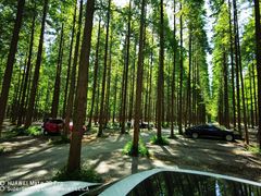 -黄海国家森林公园